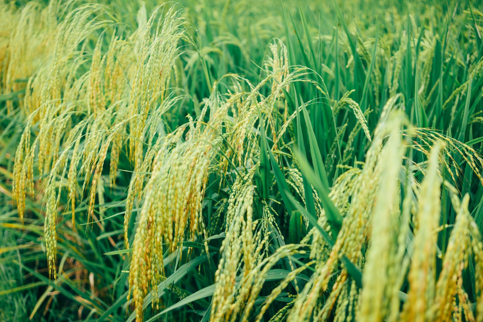 Sawah mengalami banjir - Womanindonesia.co.id 